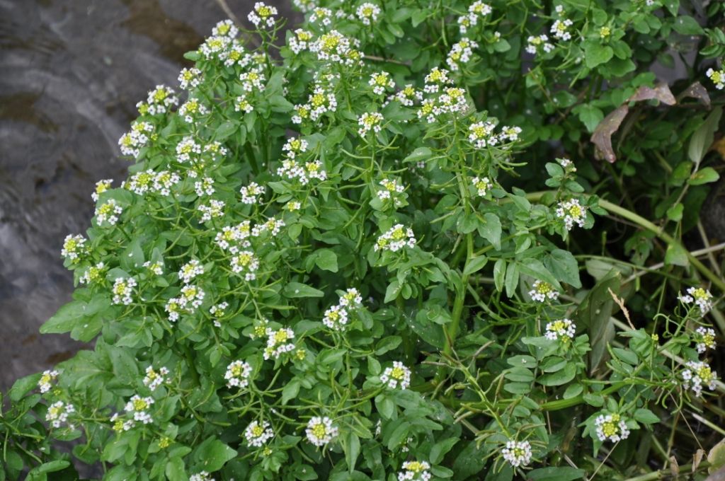 Nasturtium officinale / Crescione d''acqua